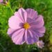 Mexican Aster flower